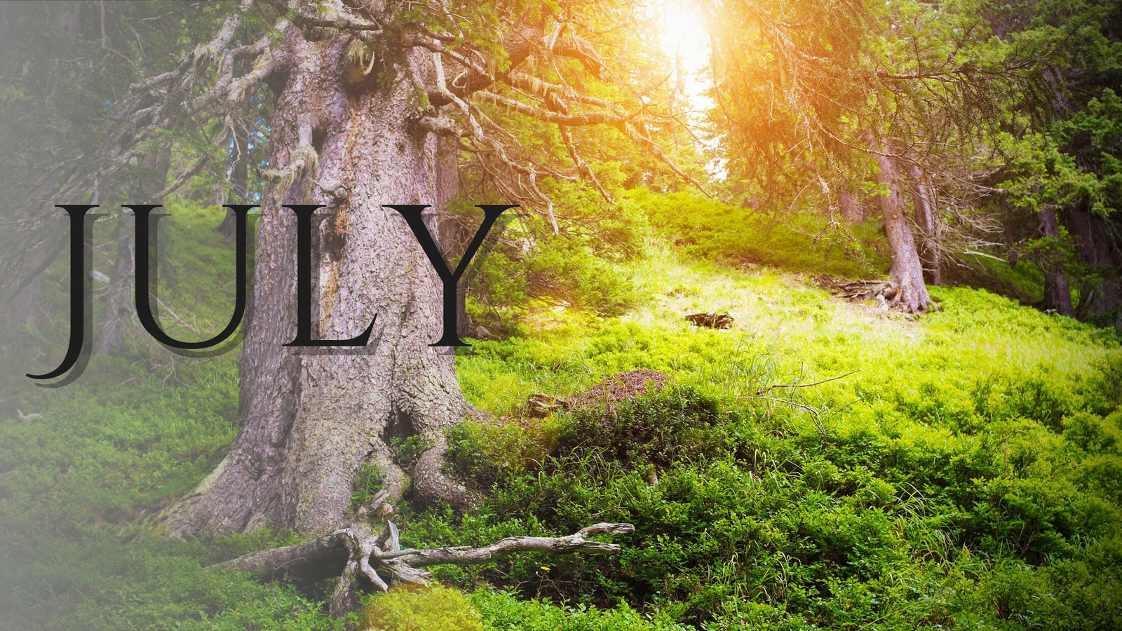 July Energetic & Astrological Forecast