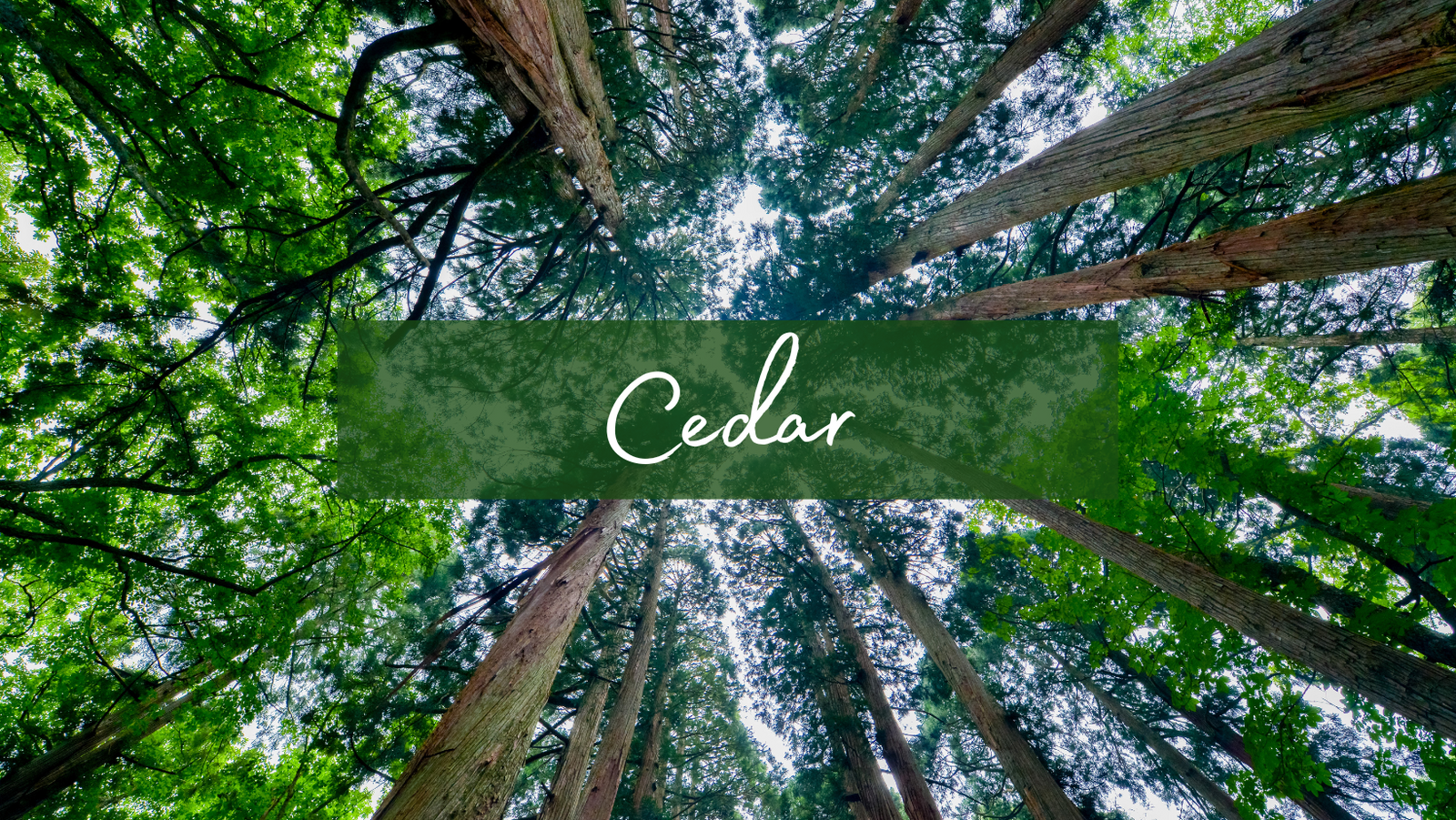 Cedar
