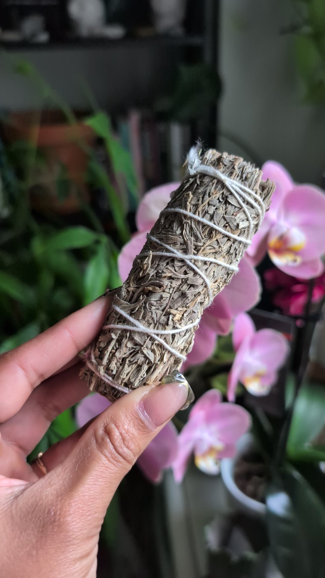 Blue Sage