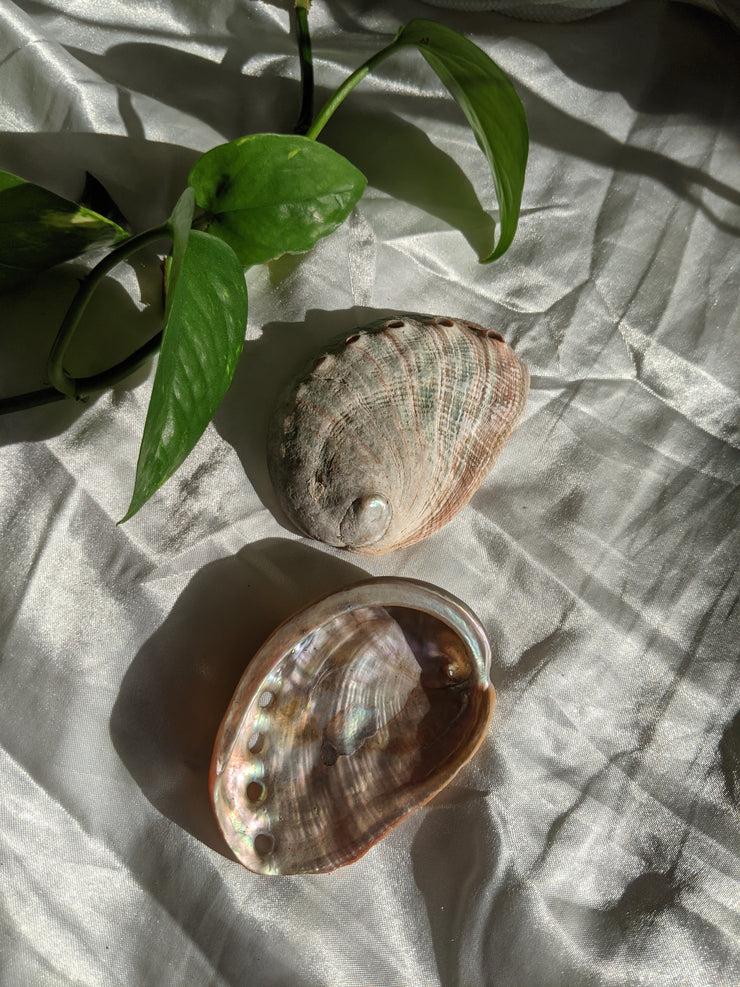 Abalone Shell - Small