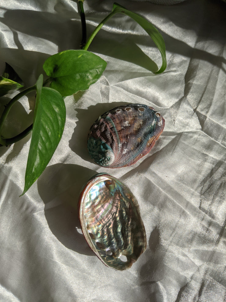 Abalone Shell - Mini