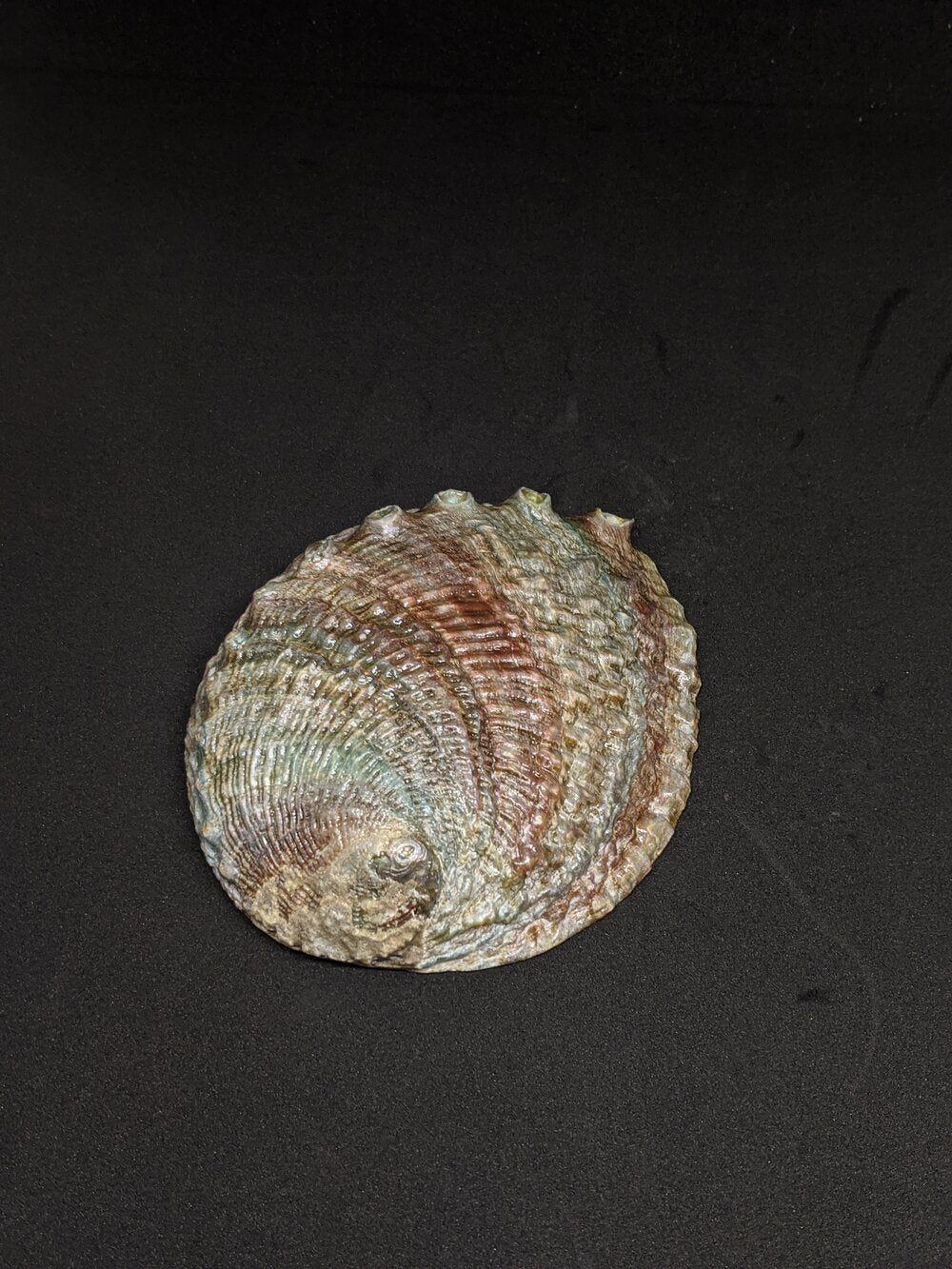 Abalone Shell