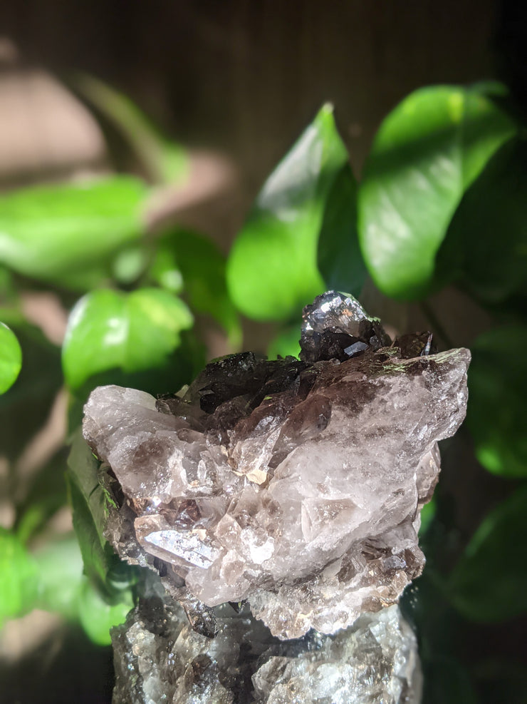 Smoky Quartz Cluster