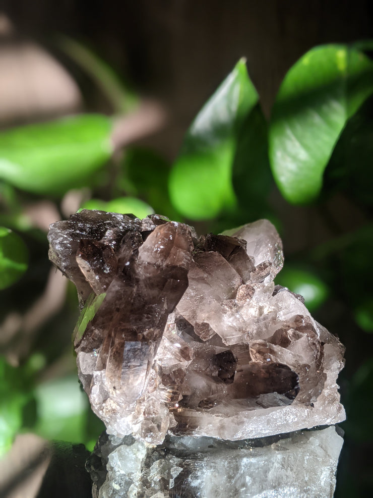 Smoky Quartz Cluster